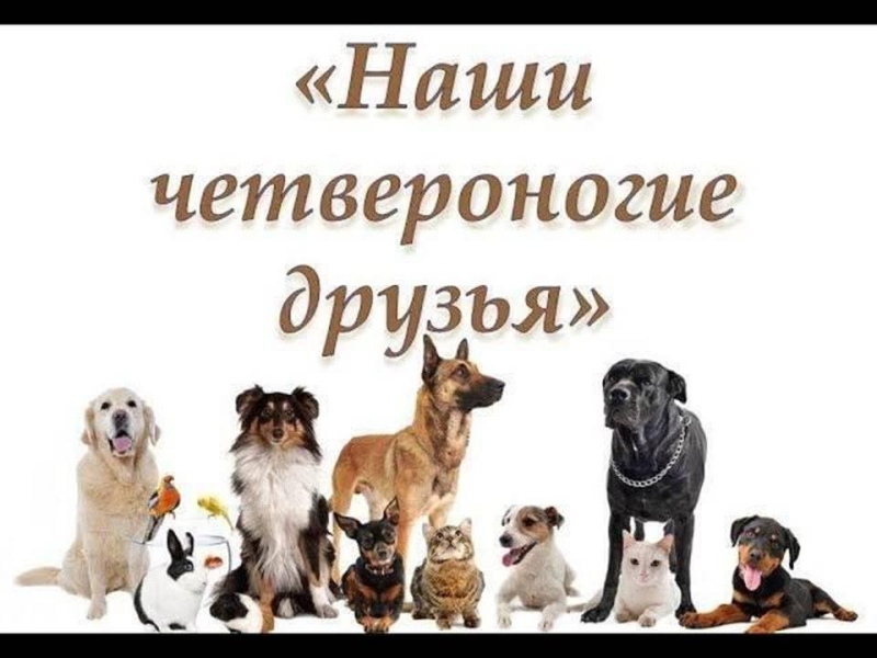 Игровая программа «Мой четвероногий друг» Культура Калужской области
