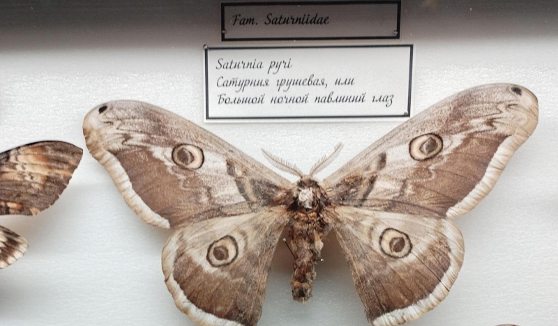 Экскурсия «Мемориальная энтомологическая коллекция музея-заповедника: многообразие насекомых» Культура Калужской области