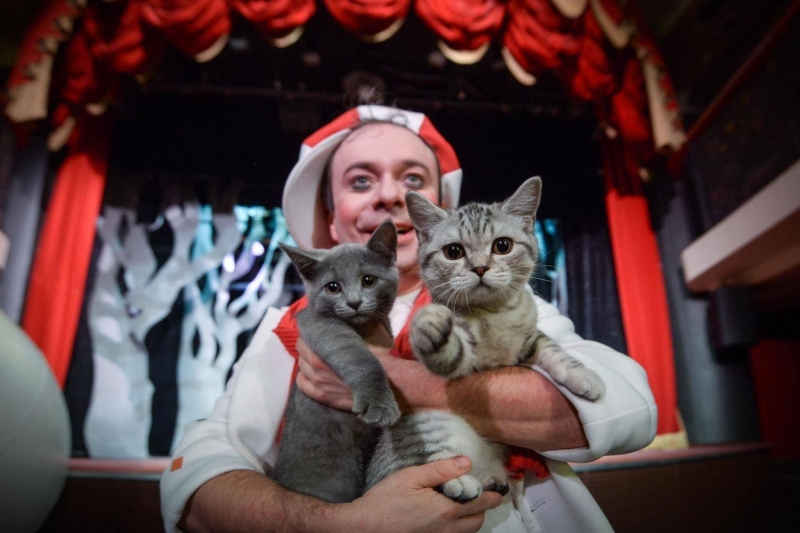 Спектакль «Котобум!» Культура Калужской области