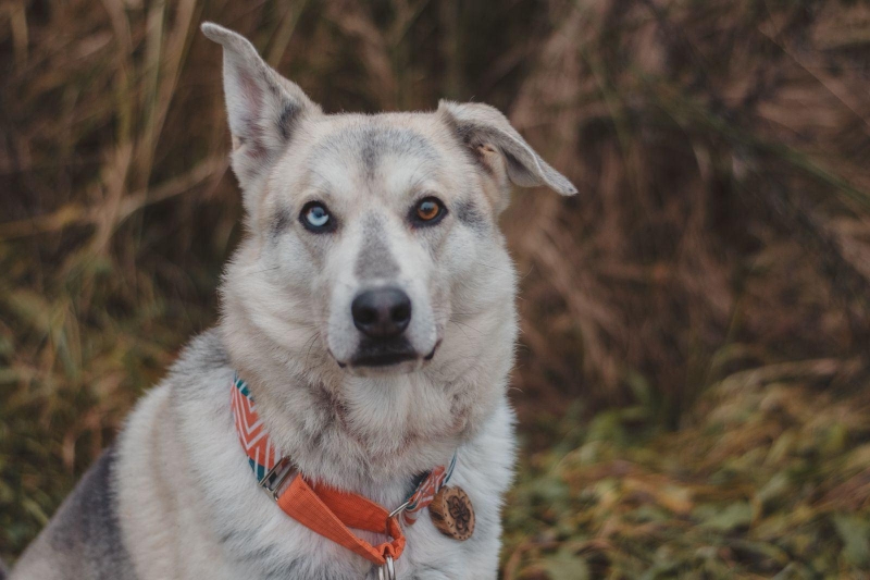 Фотовыставка Кристины Кузнецовой «Мое собачье дело» Культура Калужской области